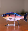 Bloodline Shad
